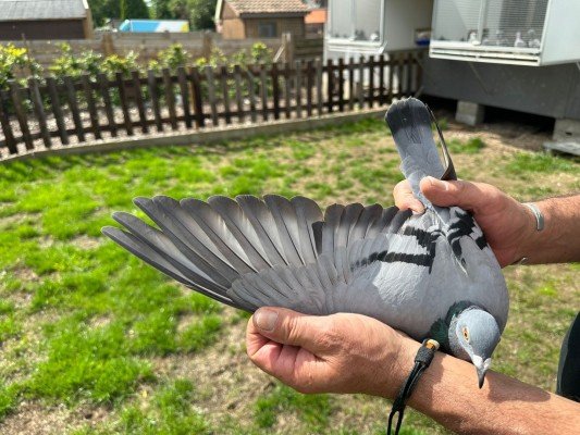 National winner Bourges IV Old birds Familie Timmermans-Poels (Schaffen)